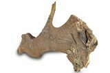 Hadrosaur Jugal, Ossified Tendon, Tooth, and Bone in Sandstone #301788-5